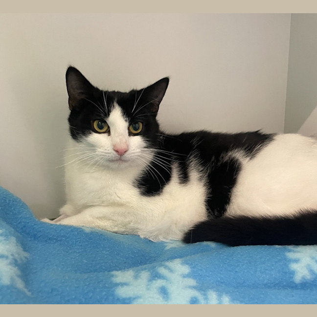 Photo of Oreo