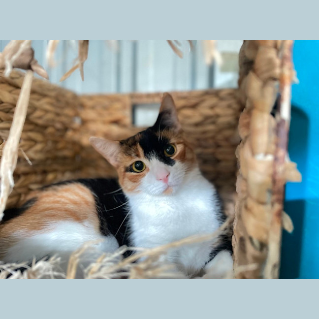Photo of Georgie