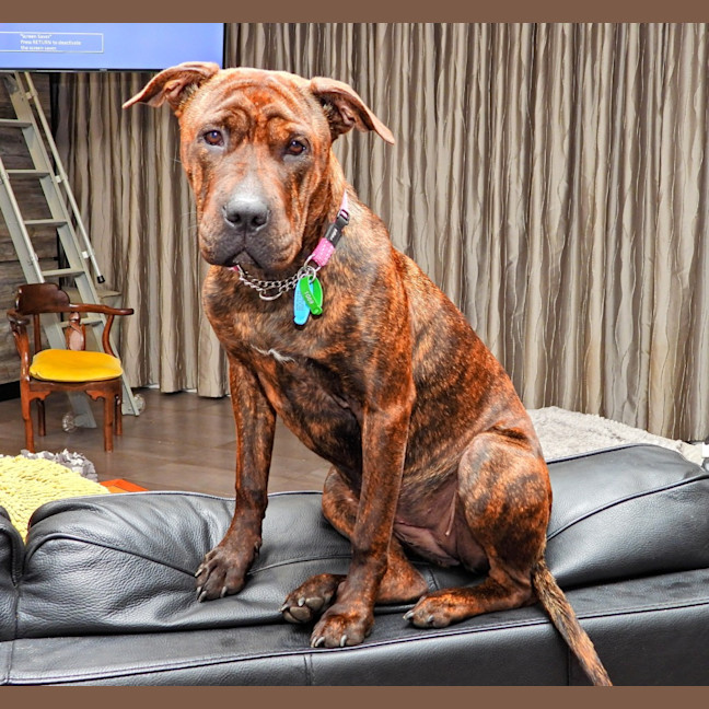 Photo of Coco Chanel