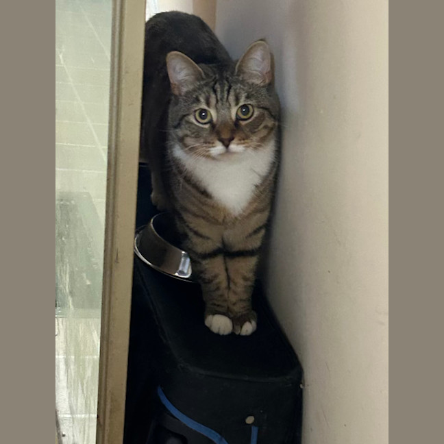 Photo of Batman   Bonded With Enchantress