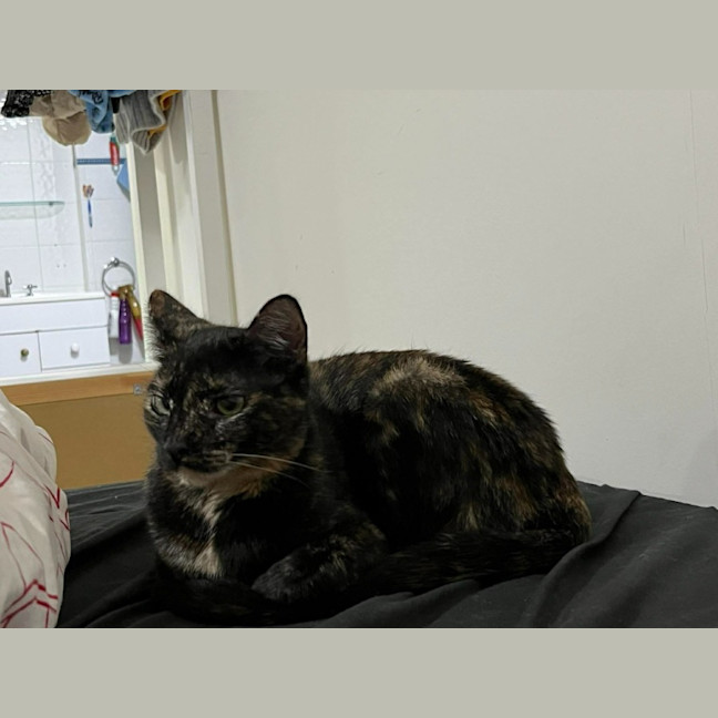 Photo of Tulip