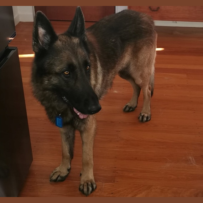 Photo of Rusty