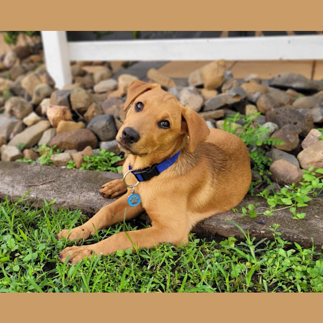 Photo of Pippa (P18)