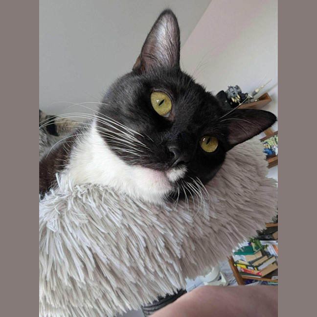 Photo of Max   In Foster Care In Reservoir