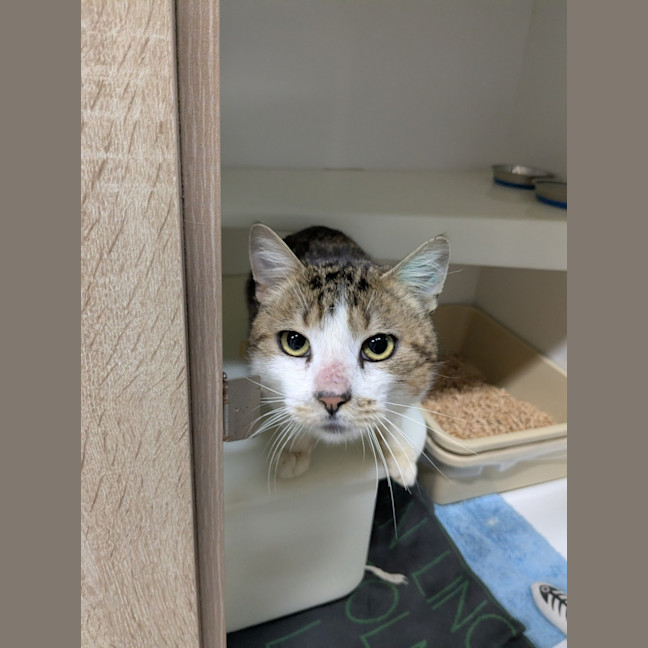 Photo of 🍏 Boomer 6440 🍏