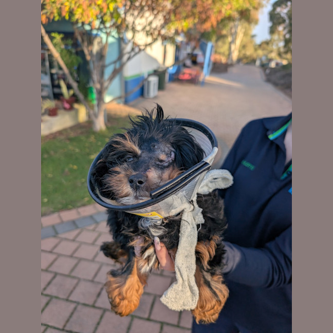Photo of Mushroom