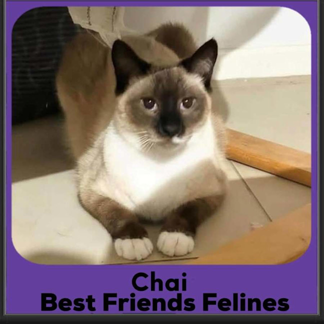 Photo of Chai 