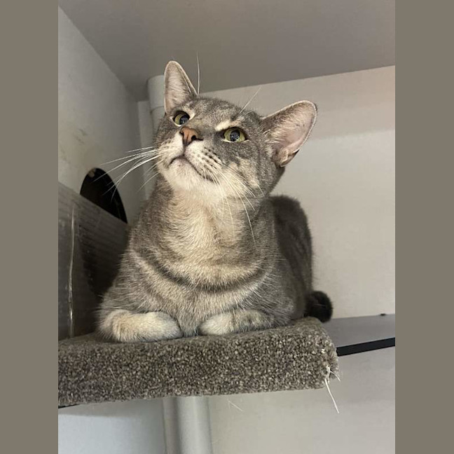Photo of Bandit