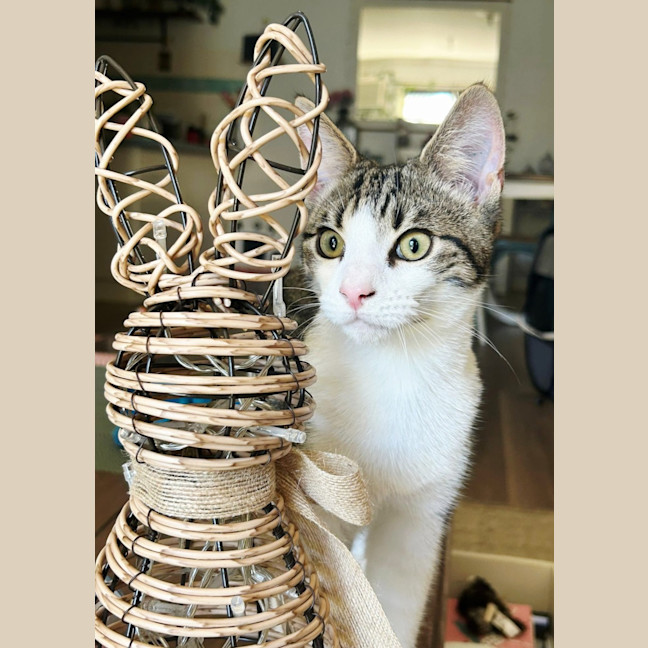 Photo of Tink