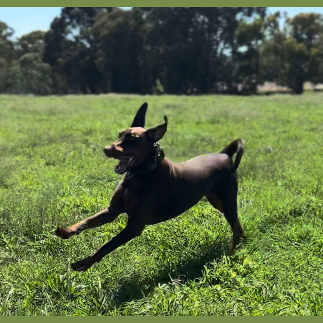 Photo of Ms E Von Dobermann