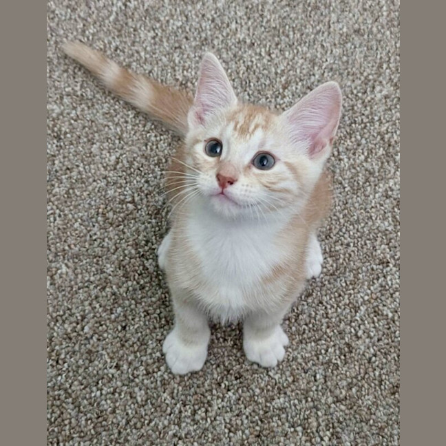 Photo of Barley Sugar