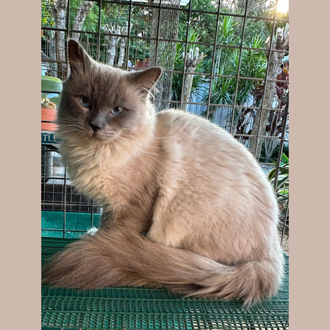 Photo of Lucky Charms