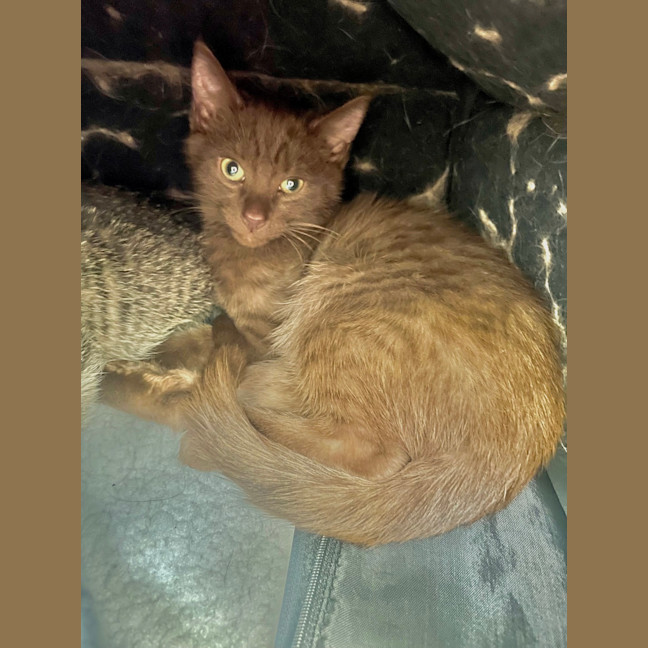 Photo of Milo   Adoption Pending