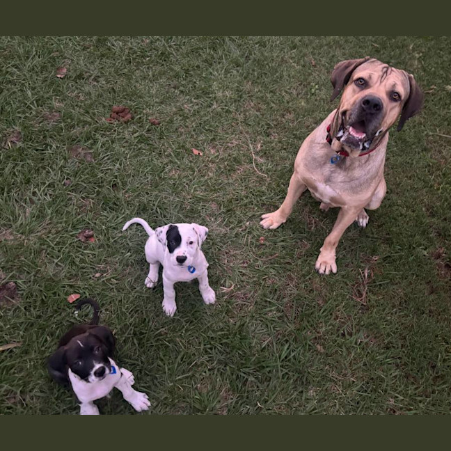 Photo of Marmalade *$350 Adoption Fee*