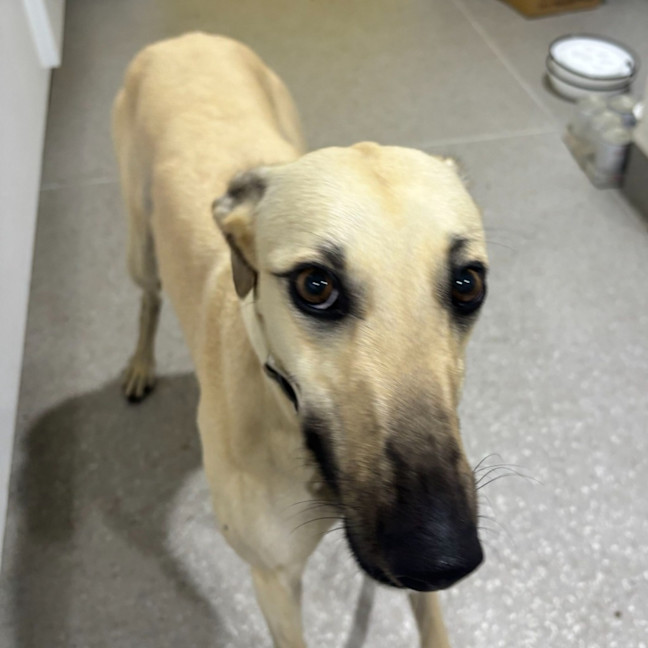 Photo of Cupcake The Greyhound