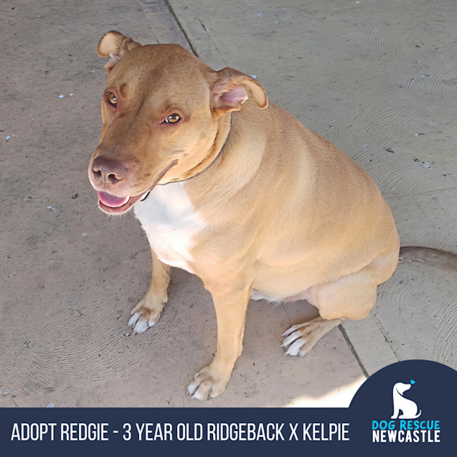 Photo of Redgie   3 Year Old Ridgeback X Kelpie