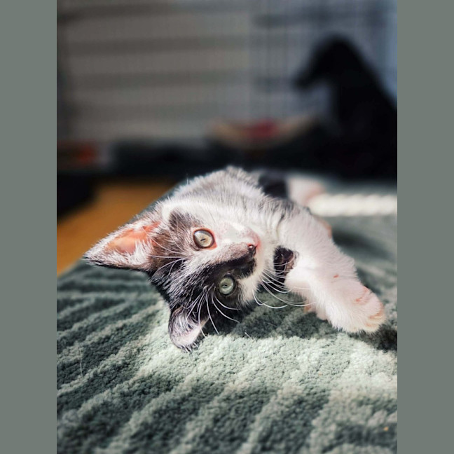 Photo of De Walt   In Foster Care In Northcote