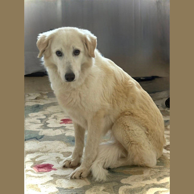 Photo of Barley