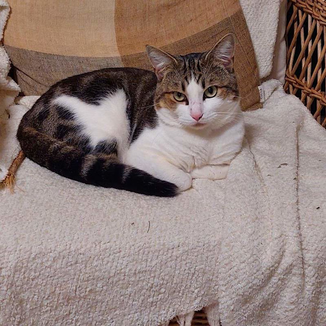 Photo of Bub