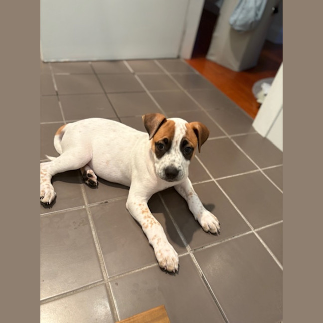 Photo of Tiny   11 Week Old Cattle Dog X (Trial 28/1)