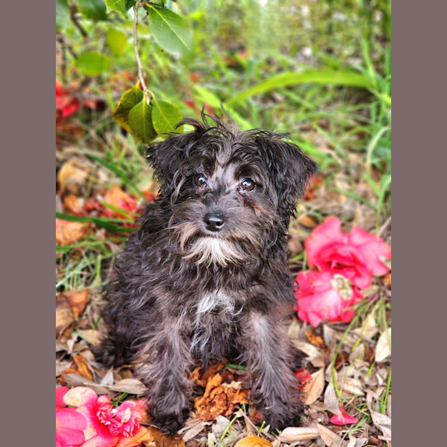 Photo of Bella