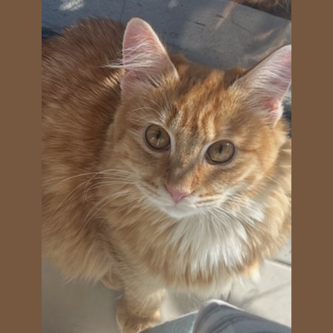 Photo of Willow (Fostered In Perth)