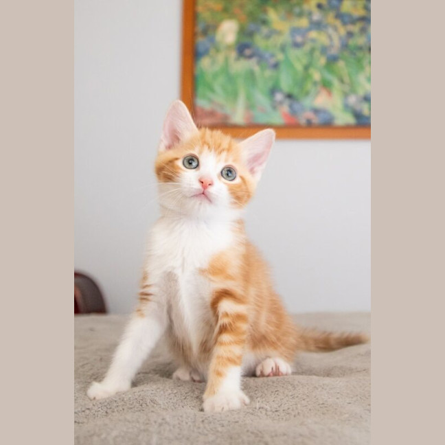 Photo of Pumpkin
