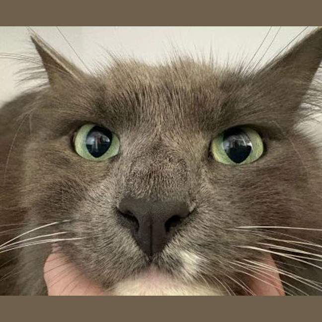Photo of Louie