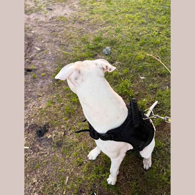 Photo of Pickle