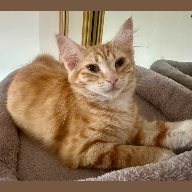 Photo of Tilly Torrens