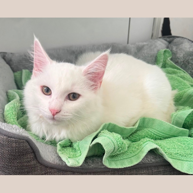 Photo of Kodi