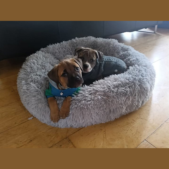 Photo of Milo (Was Ollie)