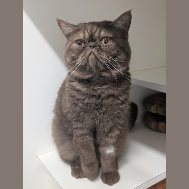 Photo of Kingston