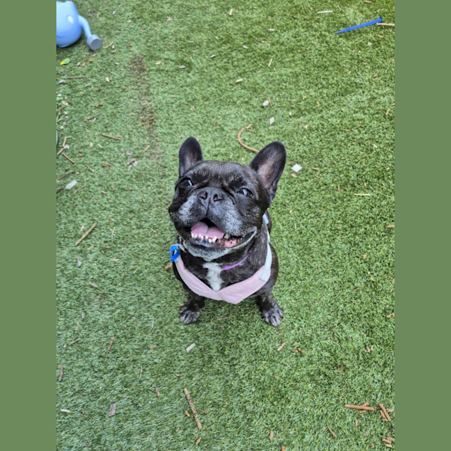 Photo of Cookie   6 Year Old French Bulldog