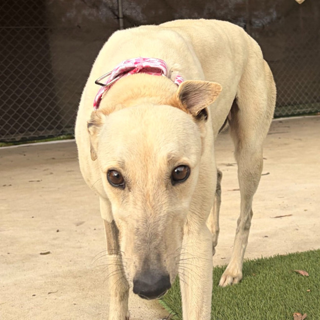 Photo of Biskit The Greyhound