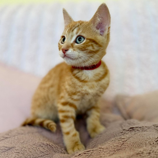 Photo of Ziggy   In Foster Care In Croydon