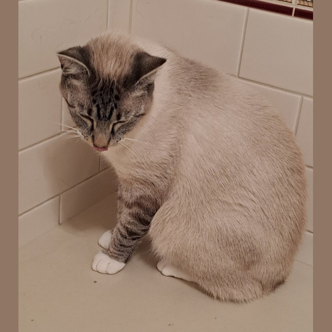 Photo of Gracie
