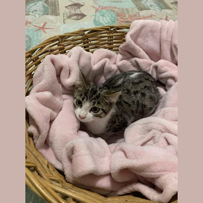 Photo of Socks 