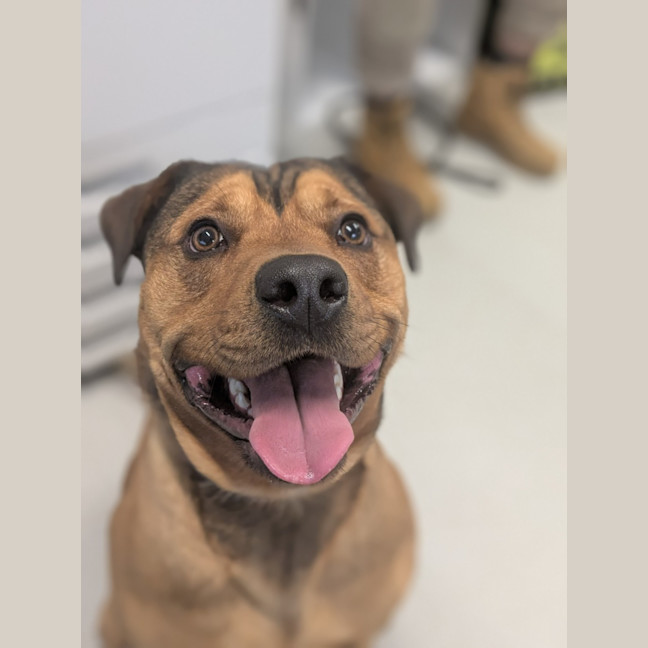 Photo of 👑 King 6259 👑