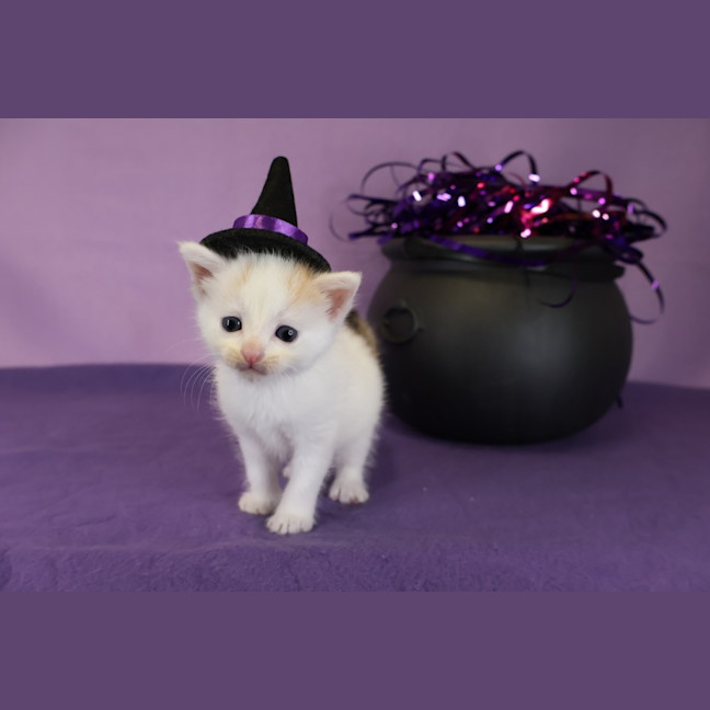 Photo of Katinka