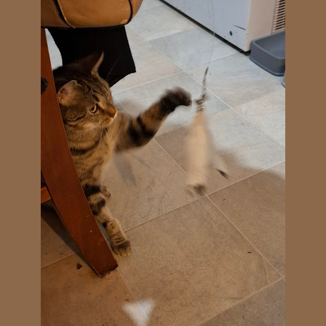 Photo of Bella