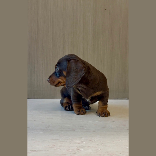 Photo of Arlo