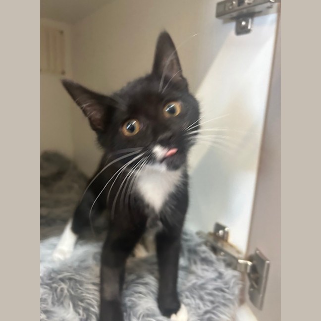 Photo of Sox