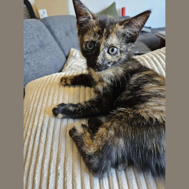 Photo of Pistachio   Located In Preston