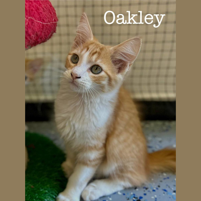 Photo of Oakley