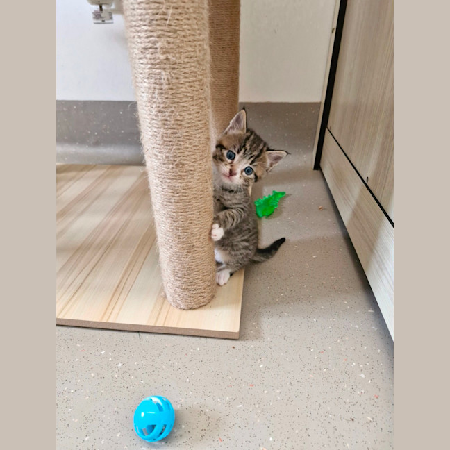 Photo of C1336 Batman