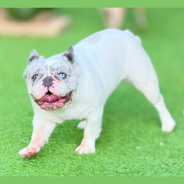 Photo of Wiggles