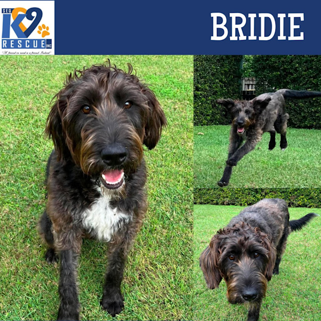 Photo of Bridie