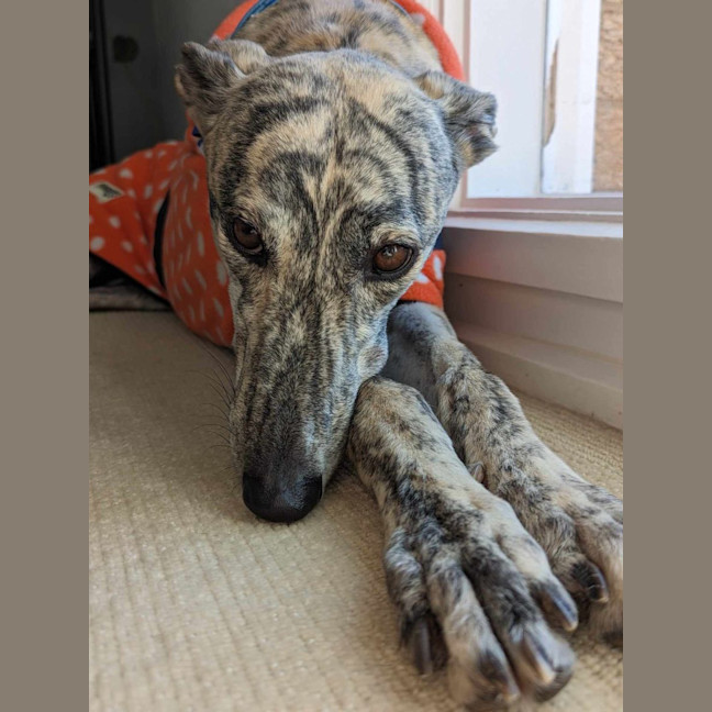 Photo of Luna, The 2 Year Old Greyhound