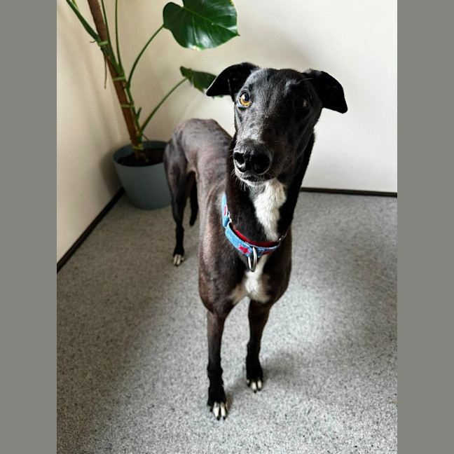 Photo of Joey, Greyhound